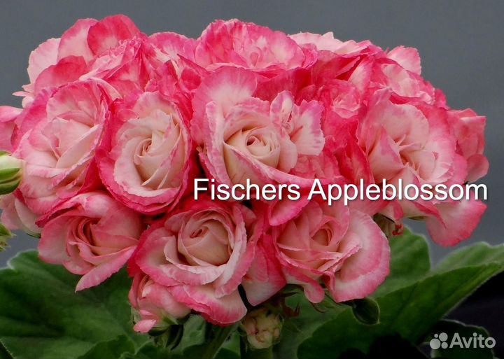 Пеларгония та-Эльфрида и др