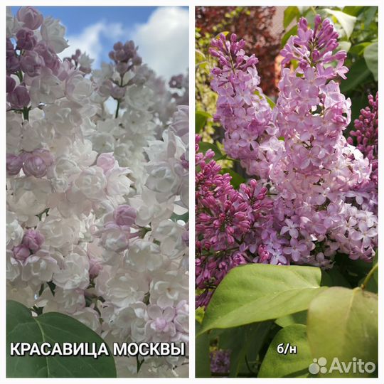 Клематисы, Гортензии, гибискус,сирень