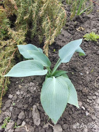 Хоста обмен продажа