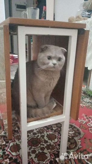 Шотландский кот вязка