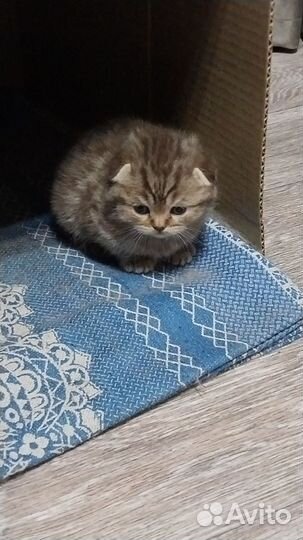 Шотландская вислоухая