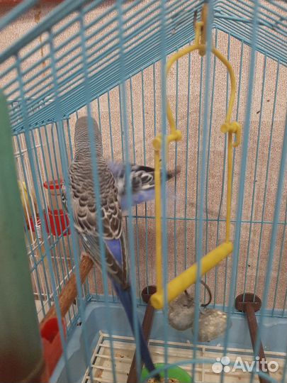 Волнистый попугай