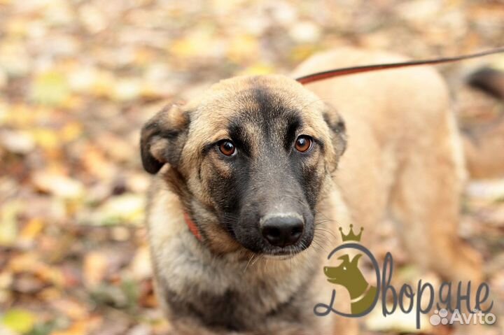 Фиона - собачка для души