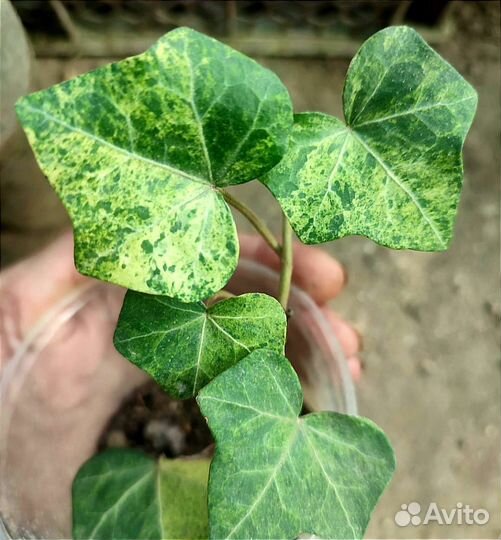 Хедера, разные сорта