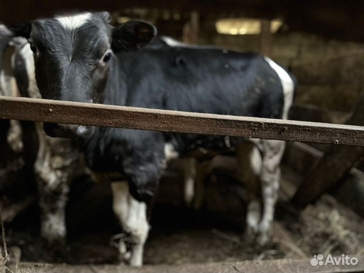 Продается тёлка