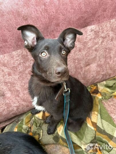 Щенок мальчик 4 месяца