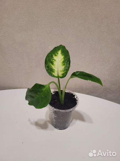 Диффенбахия камилла