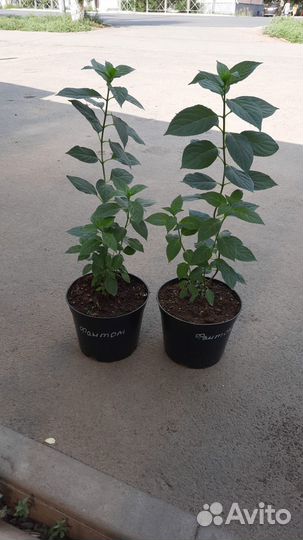 Гортензии много сортов