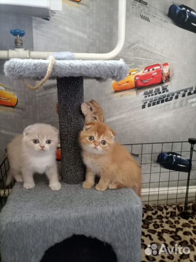 Шотландская