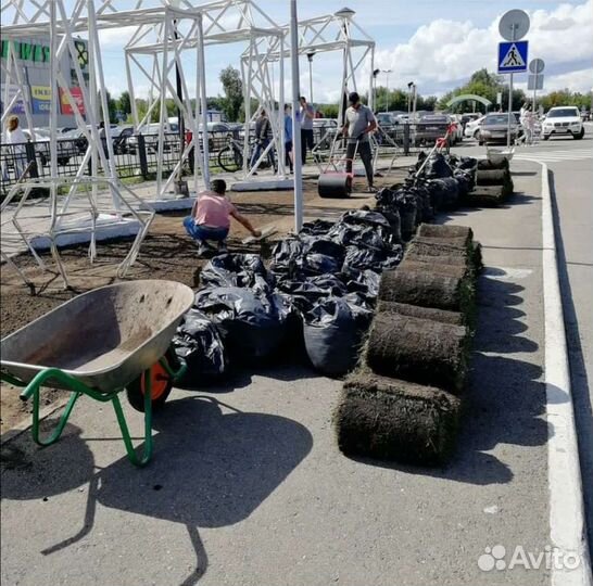 Рулонный газон