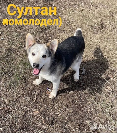 В добрые руки