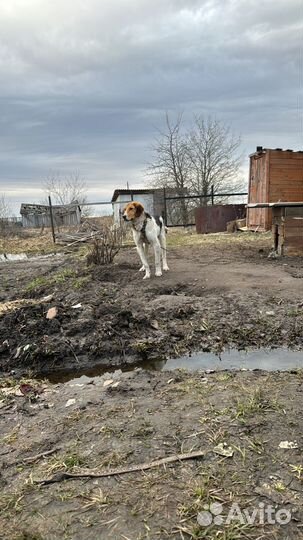 Русская пегая гончая