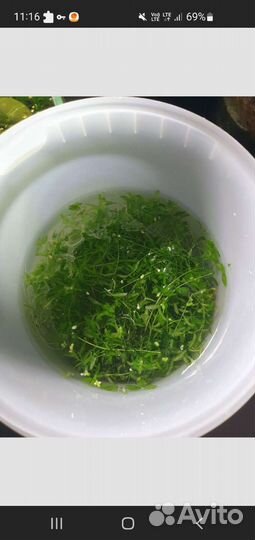 Прополка растений аквариумных