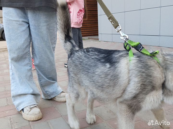 Собака в добрые руки отдам бесплатно щенки