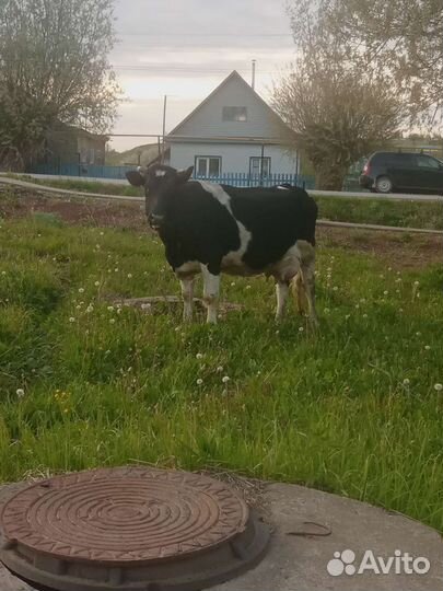 Корова с теленком