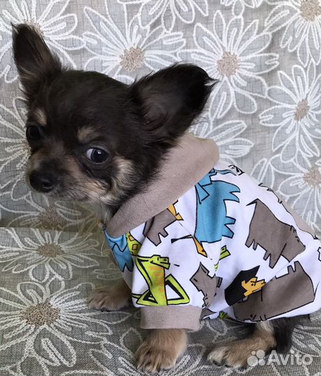 Девочки Чихуахуа