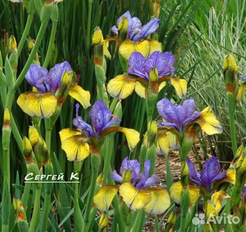 Ирис сибирский So van Gogh и другие красивые сорта