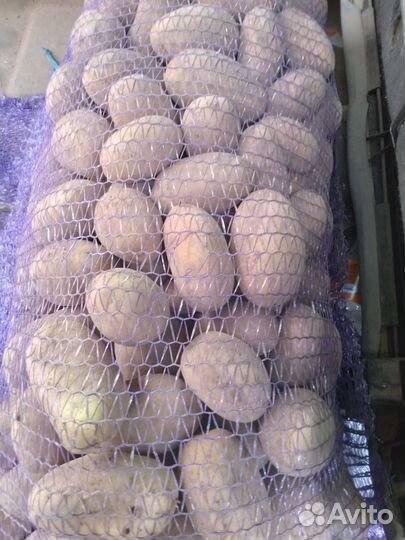 Картофель на корм скоту