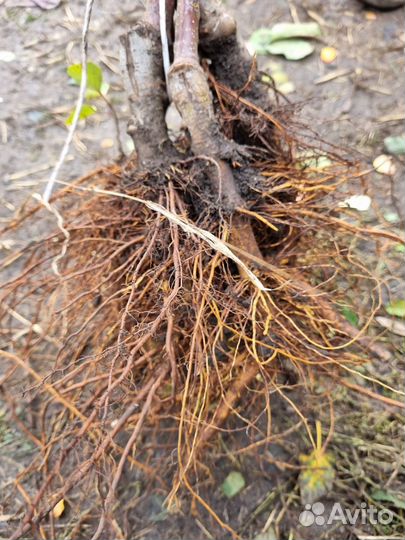 Саженцы Яблони колоновидной