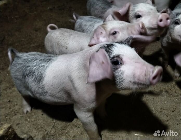 Поросята ландрас дюрок