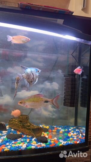 Аквариум с рыбками