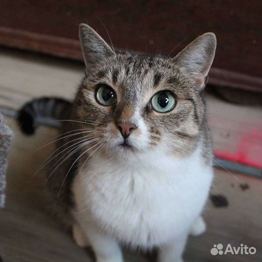 Зеленоглазая Кошка Грейс