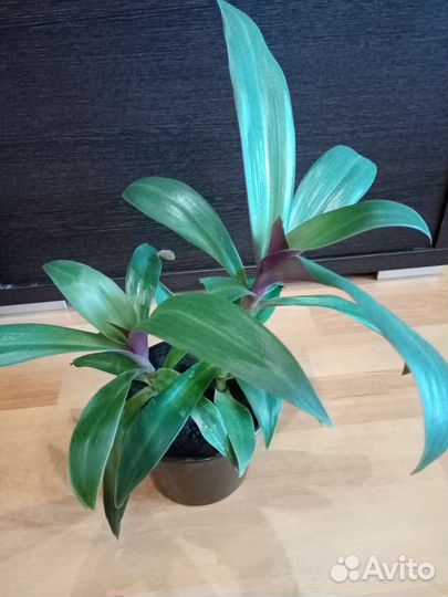 Монстера Альба, Рэо,Пеперомии, Гастерия, Фикус