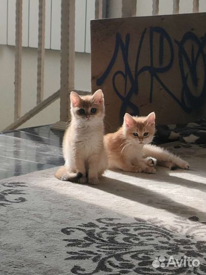 Британские котята