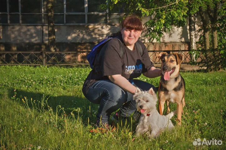 Кинолог / Дрессировка собак