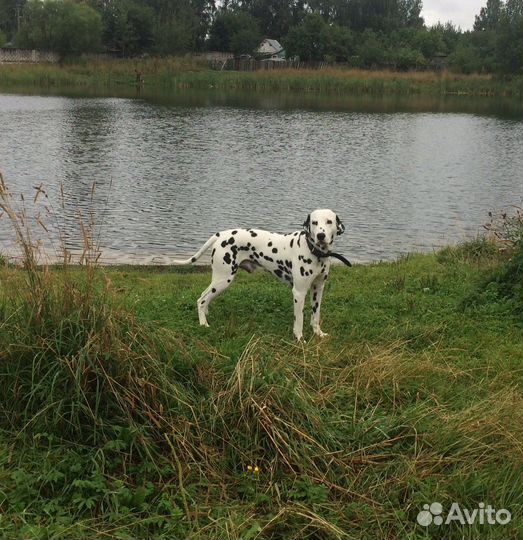 Далматин для случки