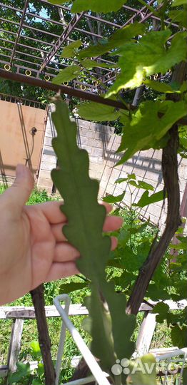 Желтый эпифиллум