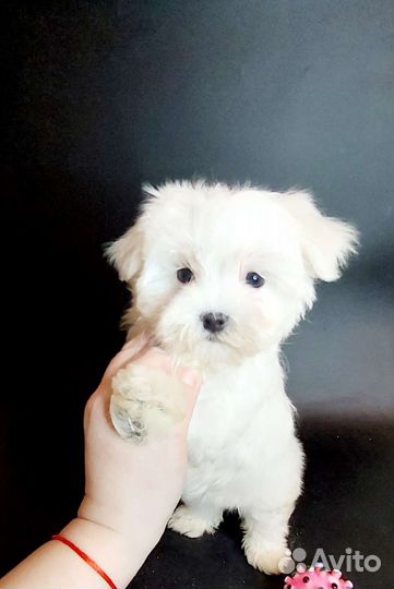 Мальтезе РКФ