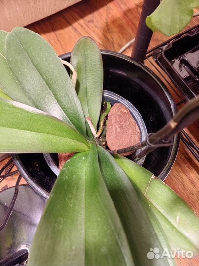 Орхидея фаленопсис бабочка