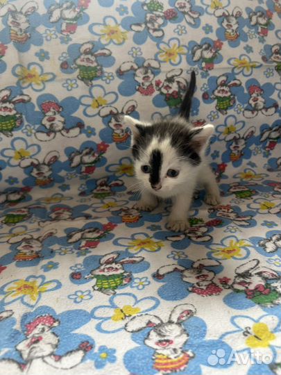 Котятки в добрые руки