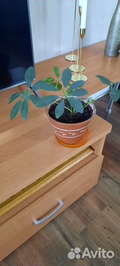 Комнатные растения