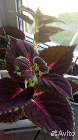 Комнатные цветы