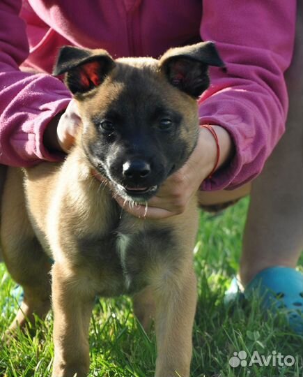 Щенки бельгийской овчарки малинуа