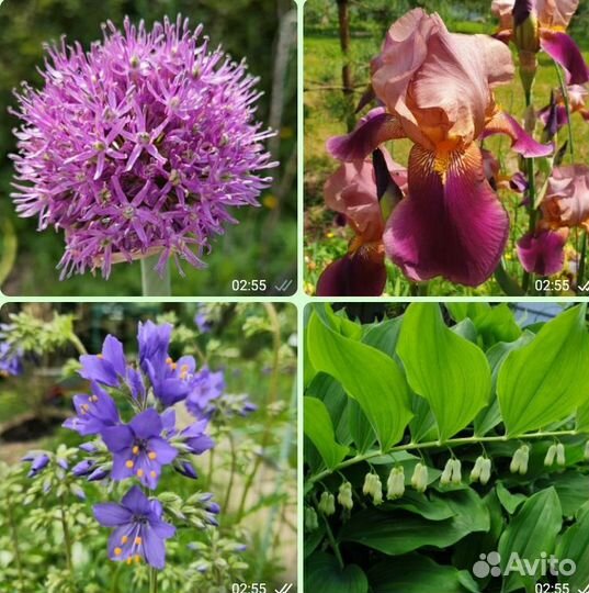 Цветы Ирисы, Аллиум, Купена, Флоксы, бамбук