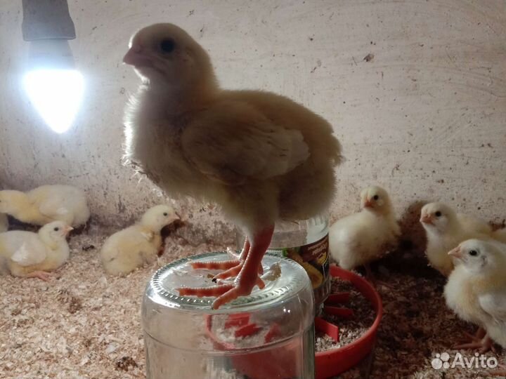 Утята Бройлеры Индюшата Цыплята подрощеные