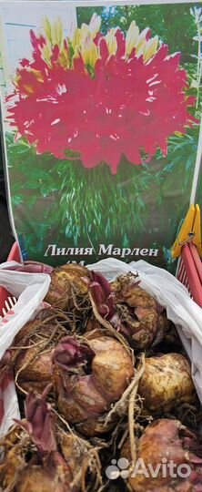Лилия марлен