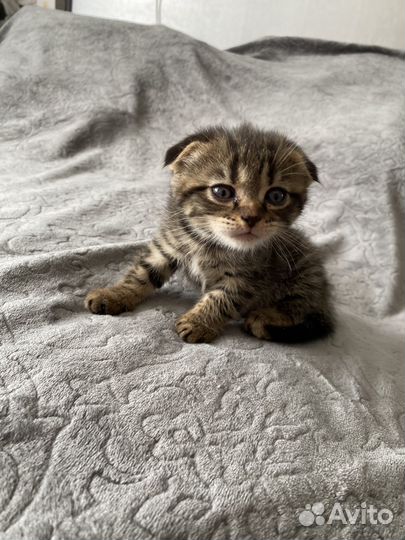 Шотландская