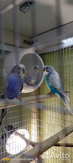 Волнистые попугайчики с клеткой