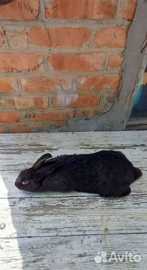 Калифорнийские кролики