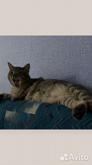 Отдам в добрые руки Шпрота