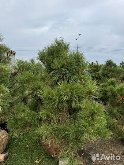 Сосна черная (австрийская)