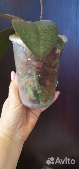 Орхидея фаленопсис парфюмерная фабрика