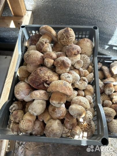 Белые грибы