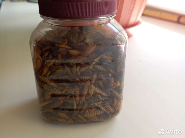 Корм сухой little one