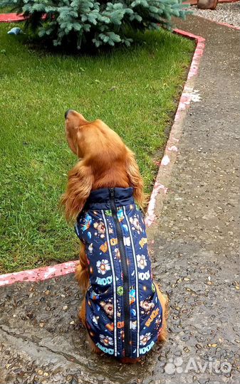 Пошив одежды для животных