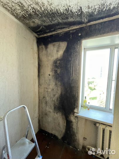 Уничтожение грибка, мха и черной плесени